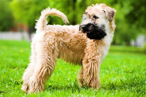 soft coated wheaten terrier health testing|soft coated wheaten terrier anxiety.